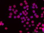 Lamin B1 Antibody in Immunocytochemistry (ICC/IF)