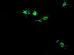 CMPK1 Antibody in Immunocytochemistry (ICC/IF)