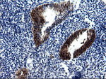 CMPK1 Antibody in Immunohistochemistry (Paraffin) (IHC (P))