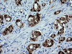 CMPK1 Antibody in Immunohistochemistry (Paraffin) (IHC (P))