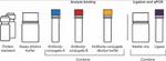 Mouse GM-CSF ProQuantum Immunoassay Kit