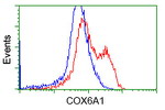 COX6A1 Antibody in Flow Cytometry (Flow)