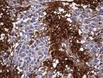 CPM Antibody in Immunohistochemistry (Paraffin) (IHC (P))