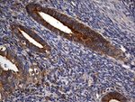 CPM Antibody in Immunohistochemistry (Paraffin) (IHC (P))