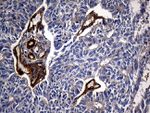 CPM Antibody in Immunohistochemistry (Paraffin) (IHC (P))