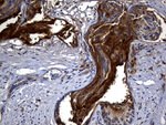 CPM Antibody in Immunohistochemistry (Paraffin) (IHC (P))