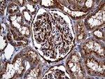 CPM Antibody in Immunohistochemistry (Paraffin) (IHC (P))