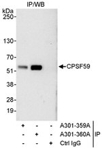 CPSF59 Antibody in Immunoprecipitation (IP)