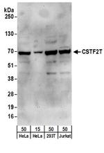 CSTF2T/TauCSTF64 Antibody in Western Blot (WB)