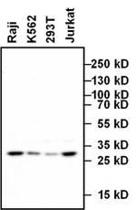 CXCR1 Antibody in Western Blot (WB)