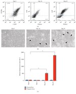 CXCR4 Antibody in Flow Cytometry (Flow)