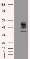 CYP1A2 Antibody in Western Blot (WB)