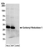 Carbonyl Reductase 1/CBR1 Antibody in Western Blot (WB)