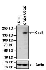 Cas9 Antibody