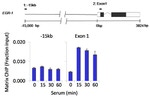 CK2 beta Antibody in ChIP Assay (ChIP)