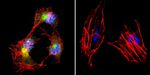 beta Catenin Antibody in Immunocytochemistry (ICC/IF)