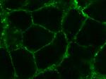 Caveolin 1 Antibody in Immunocytochemistry (ICC/IF)