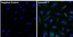 Caveolin 1 Antibody in Immunocytochemistry (ICC/IF)