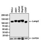 LAMP2 Antibody in Western Blot (WB)