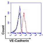 VE-cadherin Antibody in Flow Cytometry (Flow)
