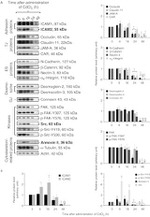 Phospho-FAK (Tyr397) Antibody in Western Blot (WB)