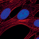 Caspase 9 (Cleaved Asp353) Antibody in Immunocytochemistry (ICC/IF)