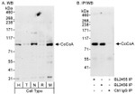 CoCoA Antibody in Western Blot (WB)