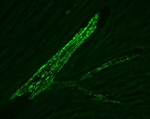 Connexin 37 Antibody in Immunohistochemistry (IHC)