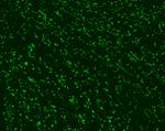 Connexin 43 Antibody in Immunohistochemistry (IHC)