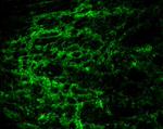 Connexin 43 Antibody in Immunohistochemistry (IHC)