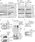 Cullin 1 Antibody in Western Blot (WB)