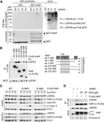 Cullin 1 Antibody in Western Blot (WB)