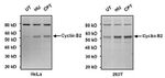 Cyclin B2 Antibody in Western Blot (WB)