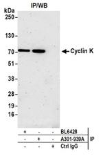 Cyclin K Antibody in Western Blot (WB)