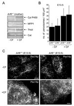 Cyp4a10 Antibody in Western Blot (WB)