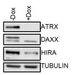 DAXX Antibody