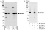 DDX23 Antibody in Western Blot (WB)