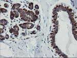 DEF6 Antibody in Immunohistochemistry (Paraffin) (IHC (P))