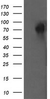 DEF6 Antibody in Western Blot (WB)