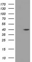 DHPS Antibody in Western Blot (WB)