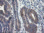 DLD Antibody in Immunohistochemistry (Paraffin) (IHC (P))