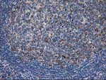 DLD Antibody in Immunohistochemistry (Paraffin) (IHC (P))