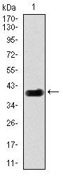 DLL4 Antibody in Western Blot (WB)