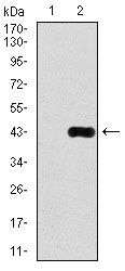 DLL4 Antibody in Western Blot (WB)