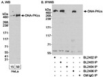 DNA-PKcs Antibody in Western Blot (WB)