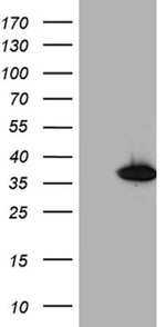 DNAJC27 Antibody in Western Blot (WB)