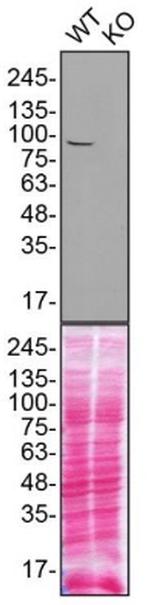 Dynamin 1 Antibody