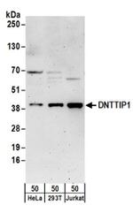 DNTTIP1 Antibody in Western Blot (WB)