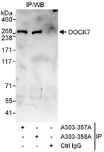 DOCK7 Antibody in Immunoprecipitation (IP)
