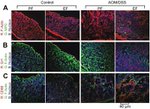 Myeloperoxidase Antibody in Immunohistochemistry (Frozen) (IHC (F))